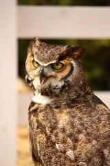 威嚇するアメリカワシミミズク