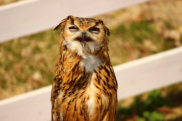 口を開けているベンガルワシミミズク