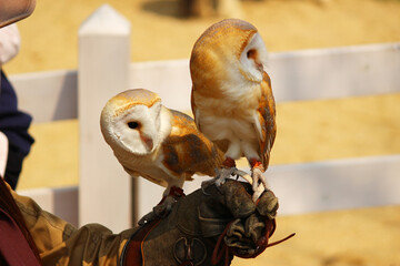 手に乗っている2羽のメンフクロウ