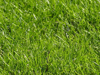 green grass background