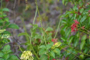 dragonfly on the gass
