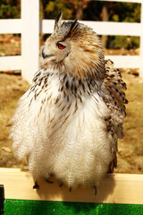 お腹の羽がふわふわで柔らかそうなシベリアワシミミズク