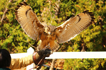 大きく羽を広げているワシミミズク