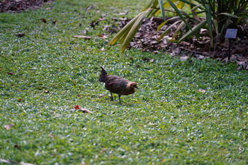 hen walks