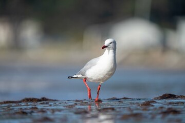 sea birds on the beach in hobart, tasmania, australia
