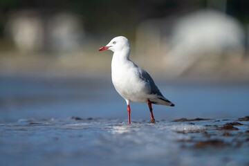 sea birds on the beach in hobart, tasmania, australia