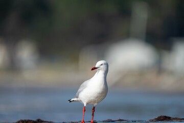 sea birds on the beach in hobart, tasmania, australia