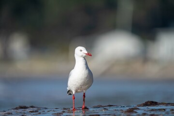 sea birds on the beach in hobart, tasmania, australia