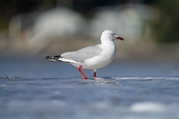 sea birds on the beach in hobart, tasmania, australia