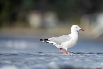 sea birds on the beach in hobart, tasmania, australia