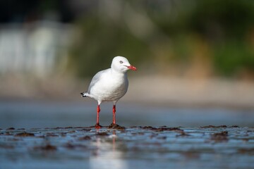sea birds on the beach in hobart, tasmania, australia