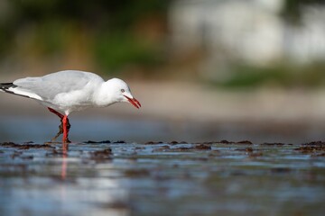 sea birds on the beach in hobart, tasmania, australia