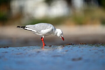 sea birds on the beach in hobart, tasmania, australia