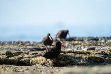 oystercatchers on the rocks at a beach in australia 