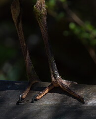 A close up of the legs and feet of a Great Blue Heron