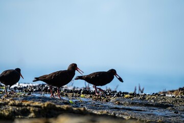oystercatchers on the rocks at a beach in australia 