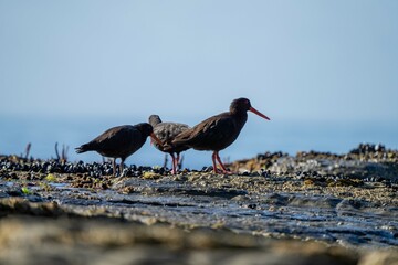 oystercatchers on the rocks at a beach in australia 