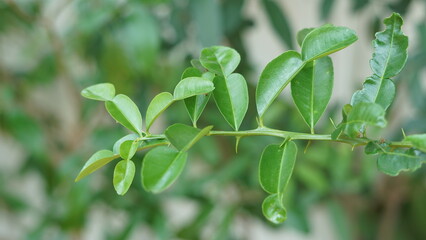 Bergamot Thai fruits are fragrant and sour, Use leaves and fruits in cooking Thai food.