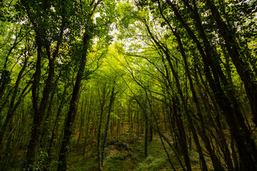 Lush forest. Tall trees in a lush forest at springtime.