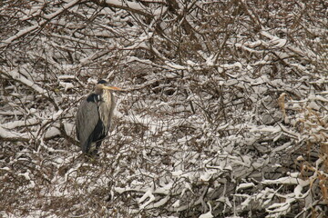 One Great Blue Heron sitting in a busy snowy bush or tree