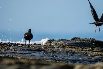 oystercatchers on the rocks at a beach in australia 