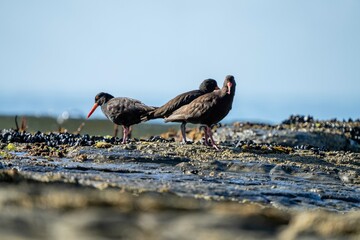 oystercatchers on the rocks at a beach in australia 
