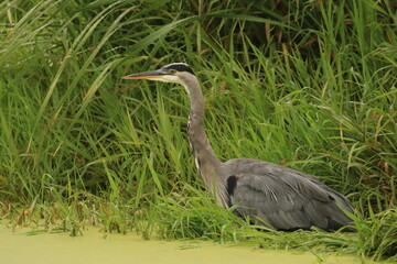 One Great Blue Heron standing in green grass or reeds and hunting by water