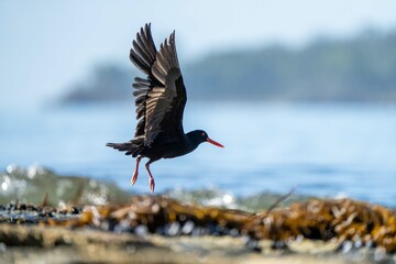 oystercatchers on the rocks at a beach in australia 