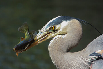 Close up of a Great Blue Heron with a large fish in its beak or bill