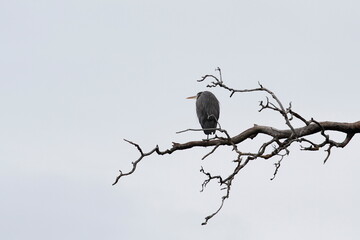 One Great Blue Heron on a long bare tree branch with blank background