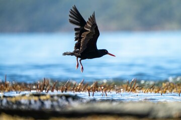 oystercatchers on the rocks at a beach in australia 