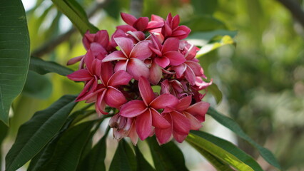 Pink frangipani (plumeria) flowers blooming on tree.