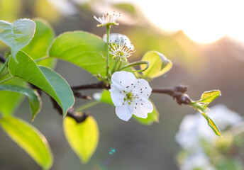 pear flowers branch bloom summer nature background