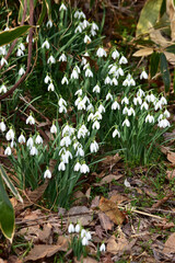 スノードロップの群生