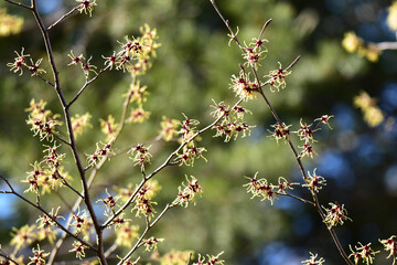 満開のマンサク