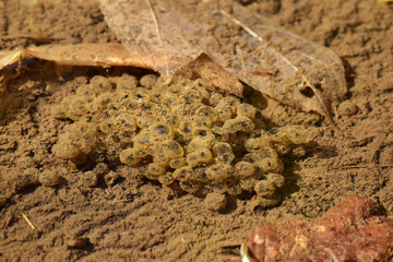 カエルの卵