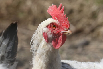 Domestic chicken, rooster and hen on spring day