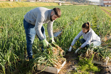 Focused young woman and bearded guy working on scallion plantation, harvesting organic vegetables
