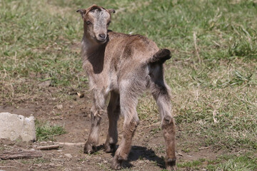 La Mancha baby goats playing in a spring pasture. They are very small ear flaps and are mulitcoloured