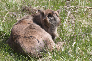 La Mancha baby goats playing in a spring pasture. They are very small ear flaps and are mulitcoloured
