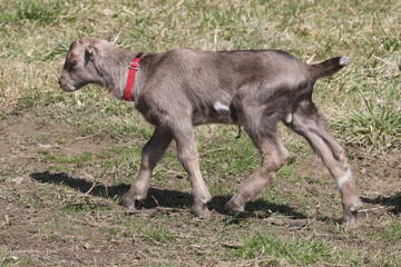 La Mancha baby goats playing in a spring pasture. They are very small ear flaps and are mulitcoloured