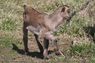 La Mancha baby goats playing in a spring pasture. They are very small ear flaps and are mulitcoloured