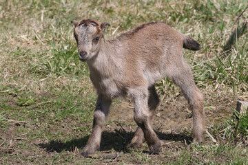 La Mancha baby goats playing in a spring pasture. They are very small ear flaps and are mulitcoloured