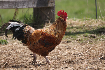 Domestic chicken, rooster and hen on spring day