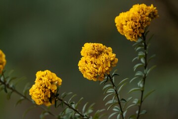 The New Holland Honeyeater common on the southern coasts of Australia, and in tasmania