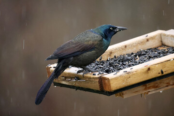 Common Grackles fighting over birdseed on overcast spring day or flying off feeder