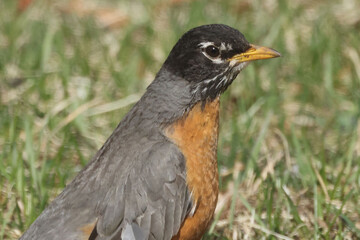 Robins in spring on lawn growing grass, and some are pulling up worms and eating them
