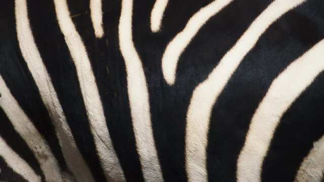 Black and white striped zebra's body, natural texture background. Slow motion. 