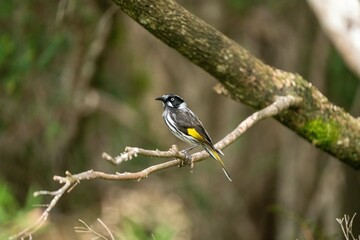 The New Holland Honeyeater common on the southern coasts of Australia, and in tasmania