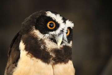 少し首を傾けているメガネフクロウ